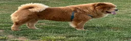 Chow Chow dogs for sale: Grizzly  - Ad 8