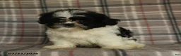Shih Tzu dogs for sale: Kolby - Ad 8