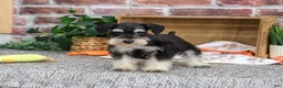 Miniature Schnauzer dogs for sale: Jeremy - Ad 3