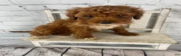 Cavapoo dogs for sale: Rosie - Ad 7