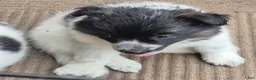 Mixed Breed dogs for sale: Aussie border collie - Ad 5