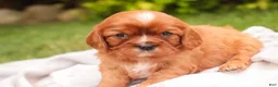 Cavalier King Charles Spaniel dogs for sale: Florie Cavalier King Charles Spaniel  - Ad 8