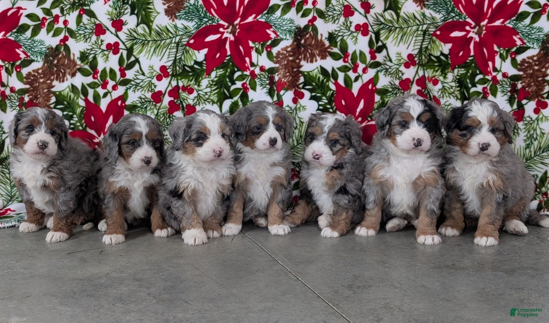 Mini Bernedoodle dogs for sale: Mini Pippa  - Ad 19