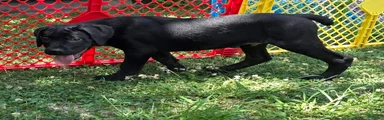 Dean AKC green collar