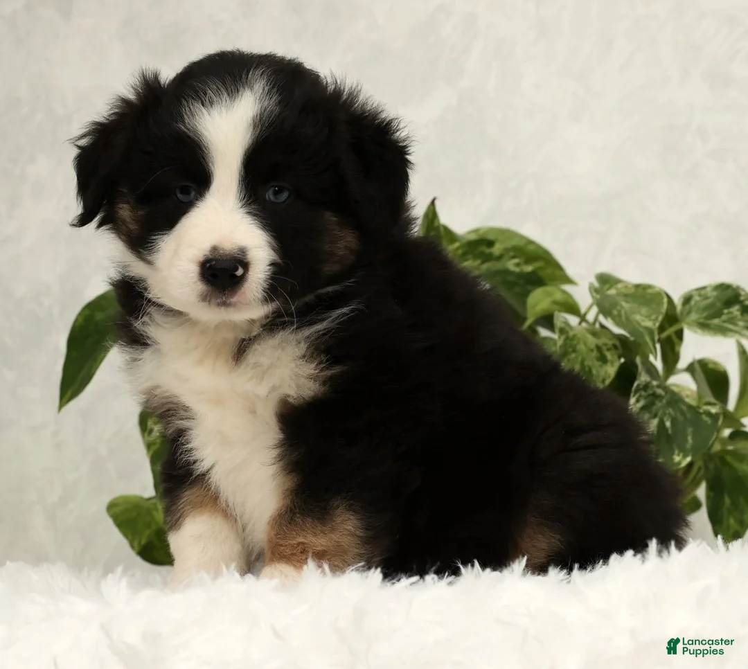 Miniature Australian Shepherd dogs for sale: Sammy - Ad 4