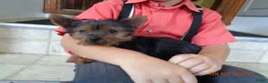 Tilly   EXTRA SMALL