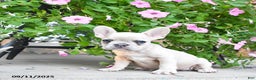 French Bulldog dogs for sale: Fiona - Ad 3