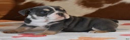 English Bulldog dogs for sale: TOBY BLUE AND WHITE - Ad 6