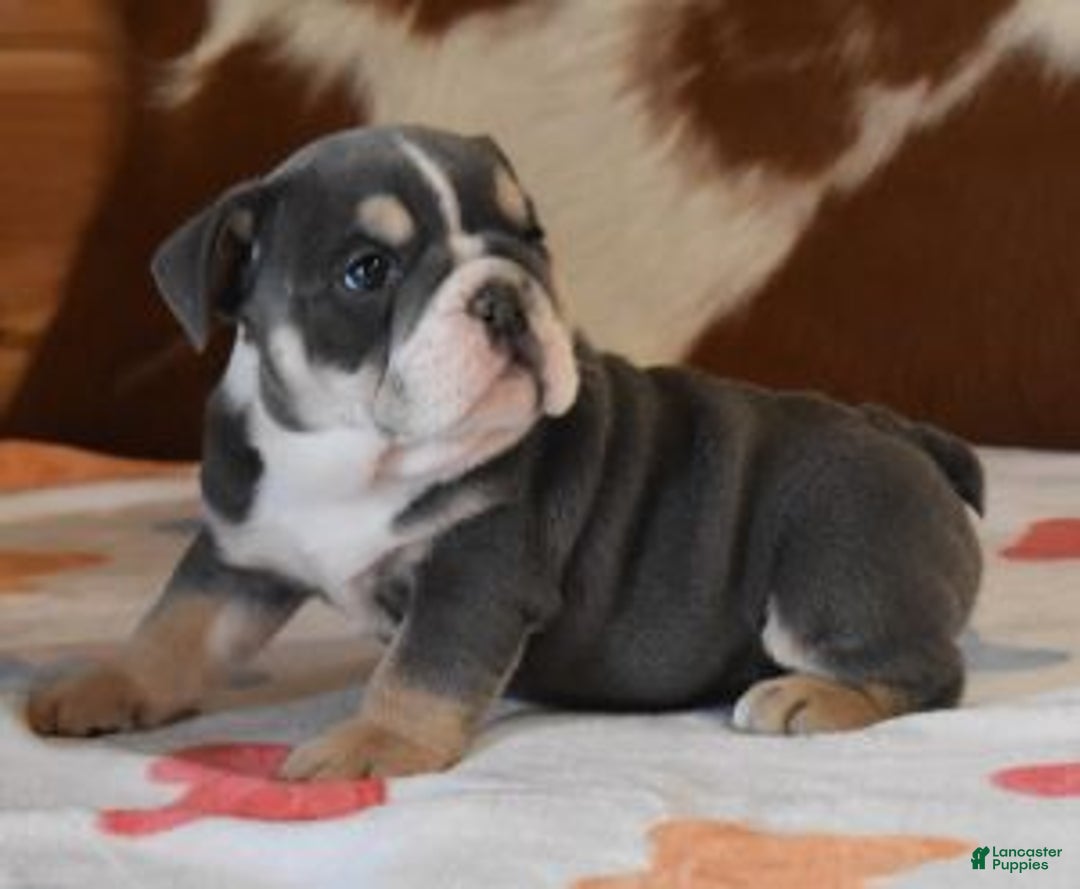 English Bulldog dogs for sale: TOBY BLUE AND WHITE - Ad 6