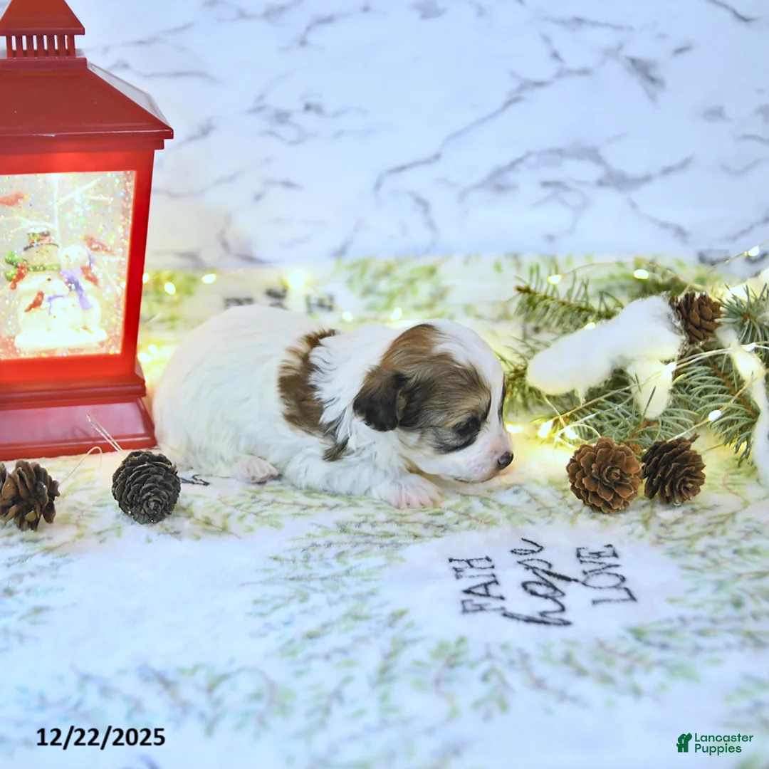 Havapoo dogs for sale: Enzo - Ad 12