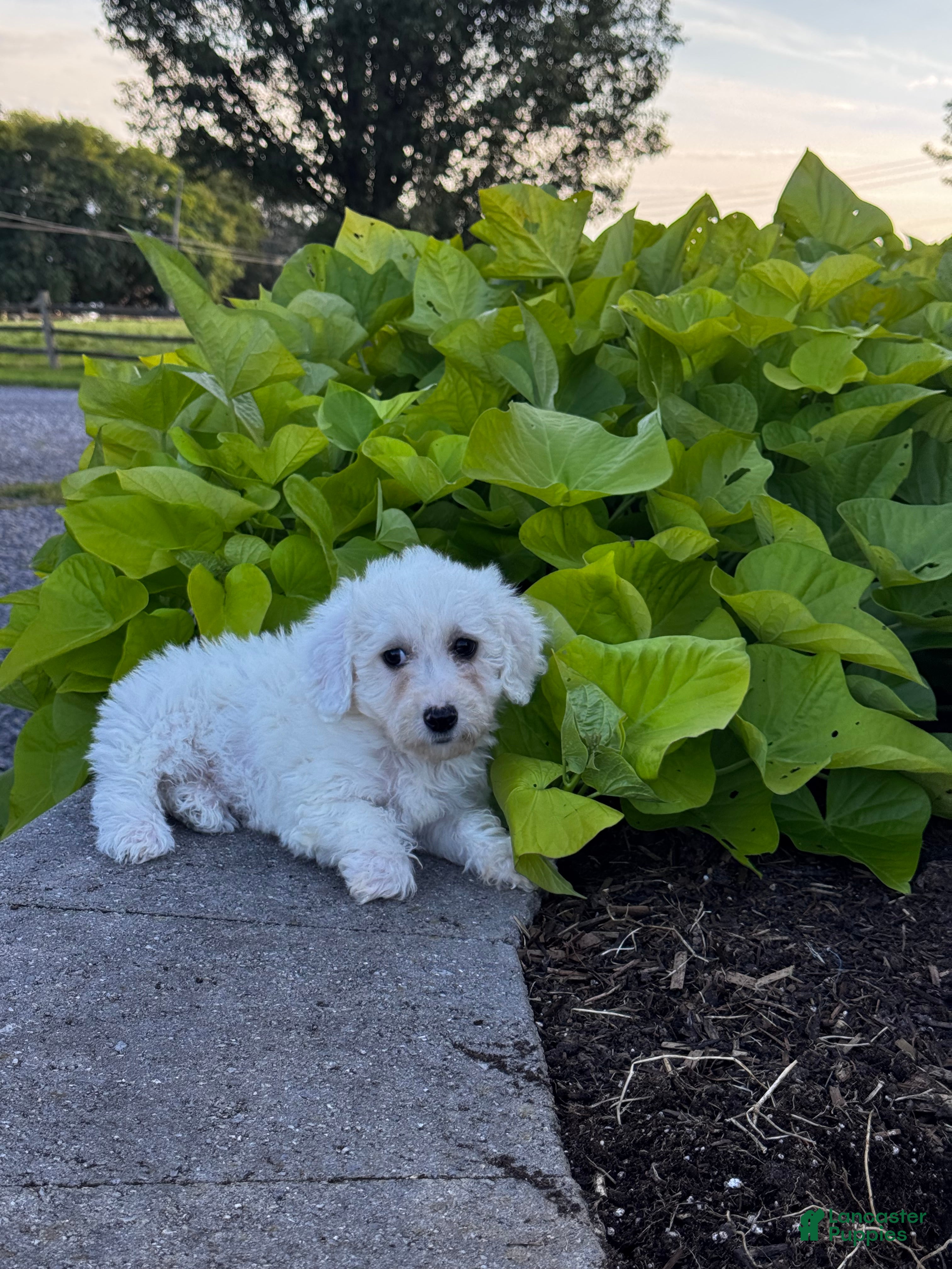 Bailey (Bichon Frise, Female) in Seneca Falls, NY