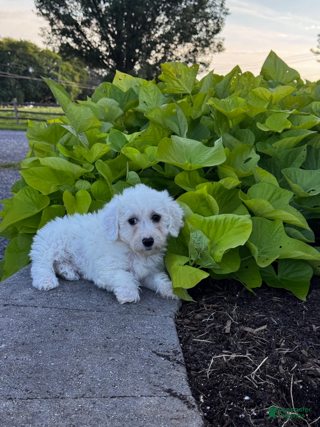 Bichon Frise dogs for sale: Bailey  - Ad 1