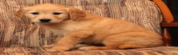 Golden Retriever dogs for sale: Noel - Ad 7