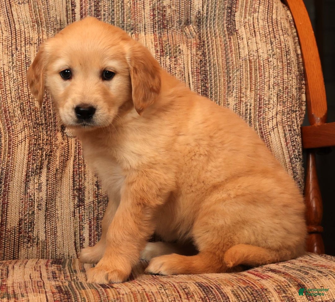 Golden Retriever dogs for sale: Noel - Ad 7