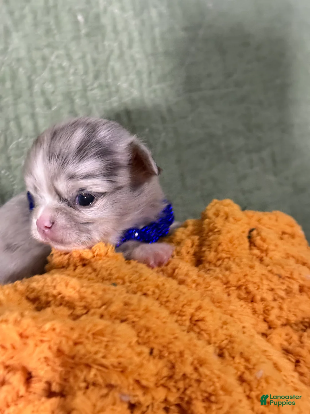 Chihuahua dogs for sale: Jasper - Ad 2