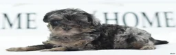Toy Poodle dogs for sale: Luna - Ad 14