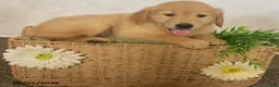 Golden Retriever dogs for sale: Candy - Ad 2