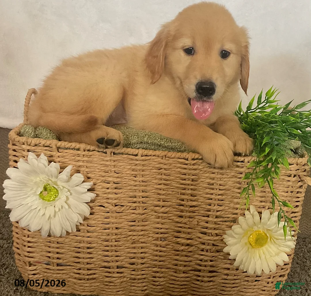 Golden Retriever dogs for sale: Candy - Ad 2