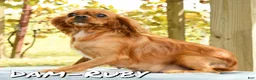 Cavalier King Charles Spaniel dogs for sale: Violet - Ad 10