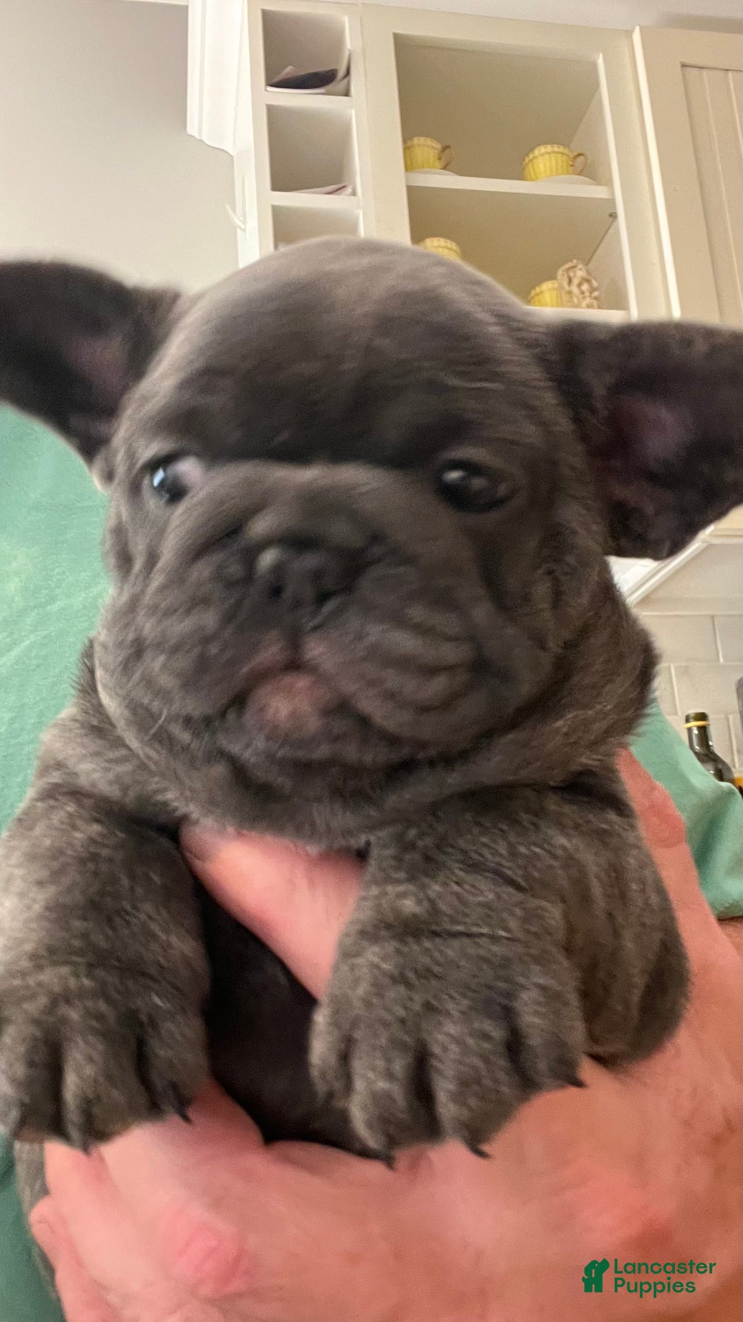 French Bulldog dogs for sale: French Bulldog Puppy 3 - Ad 2