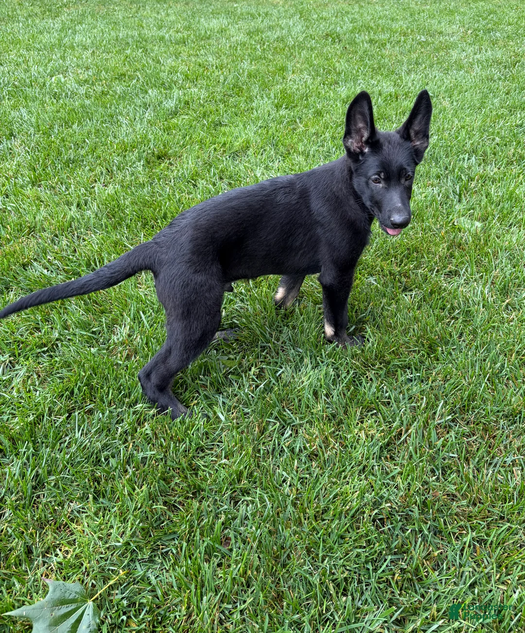 German Shepherd dogs for sale: Ruger - Ad 1