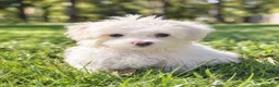 Maltese dogs for sale: Dolly - Ad 3