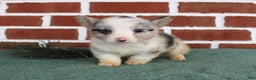 Welsh Corgi Pembroke dogs for sale: Jack - Ad 2