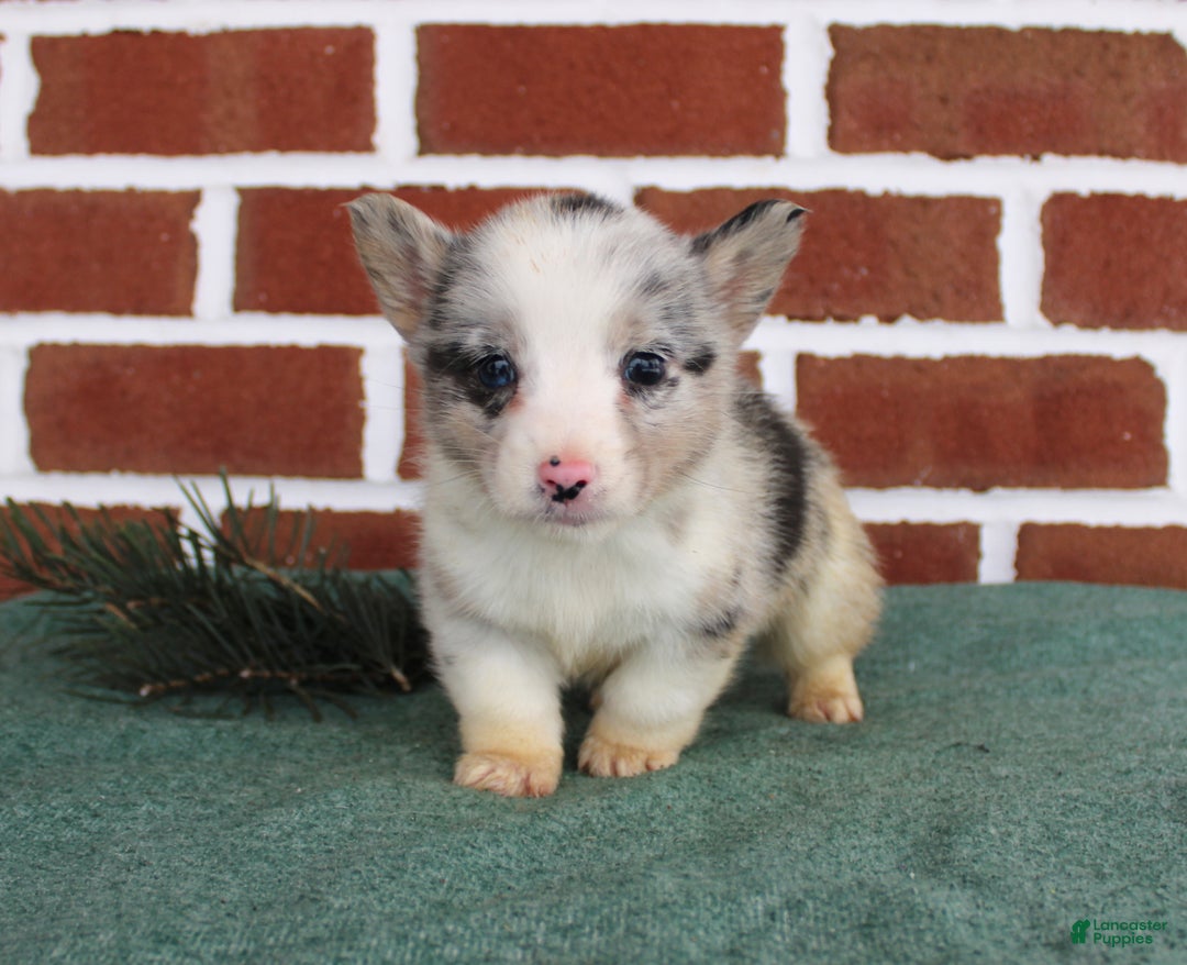 Welsh Corgi Pembroke dogs for sale: Jack - Ad 2