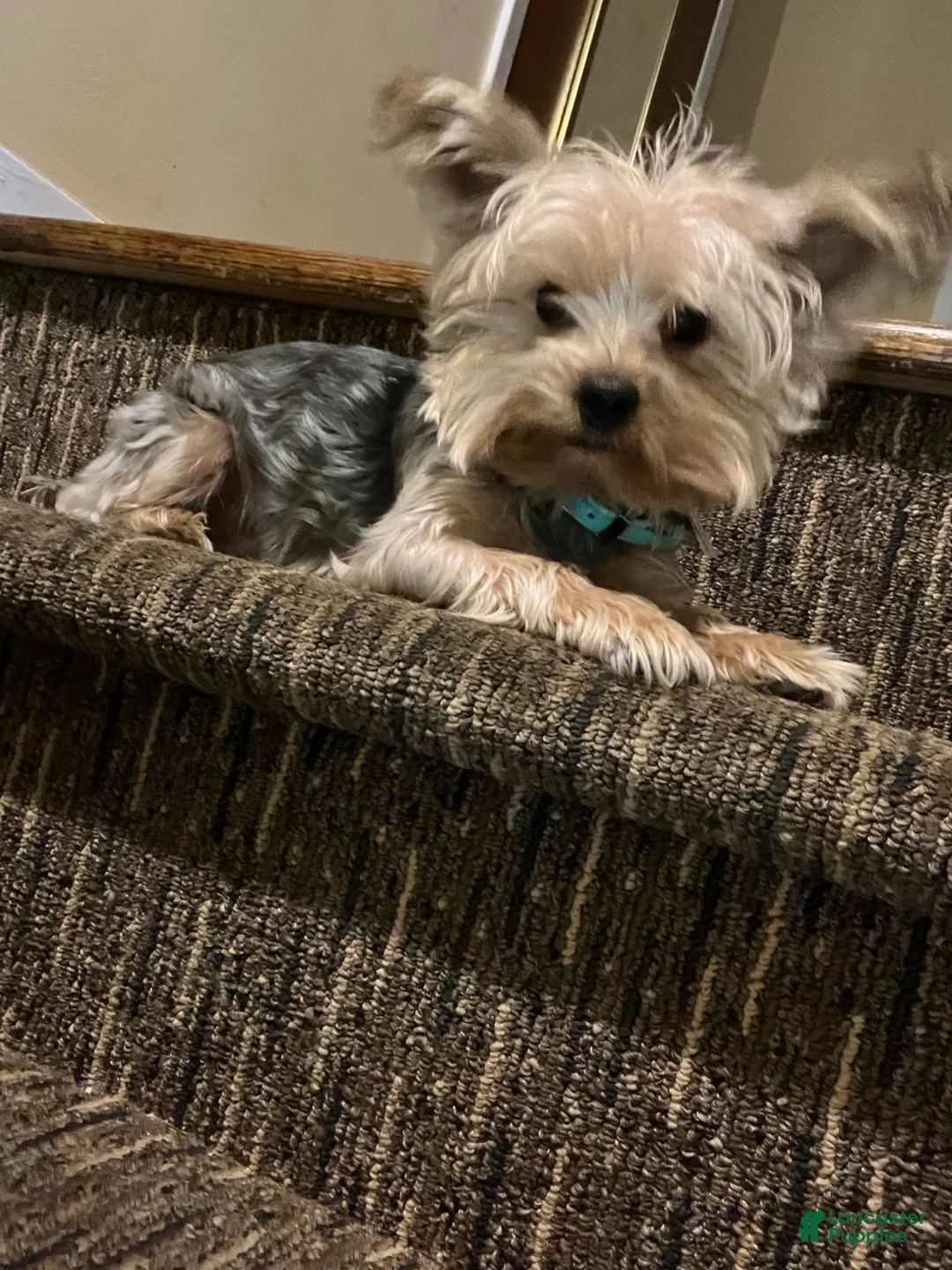 Yorkshire Terrier dogs for sale: Yorkshire Terrier 1 - Ad 5
