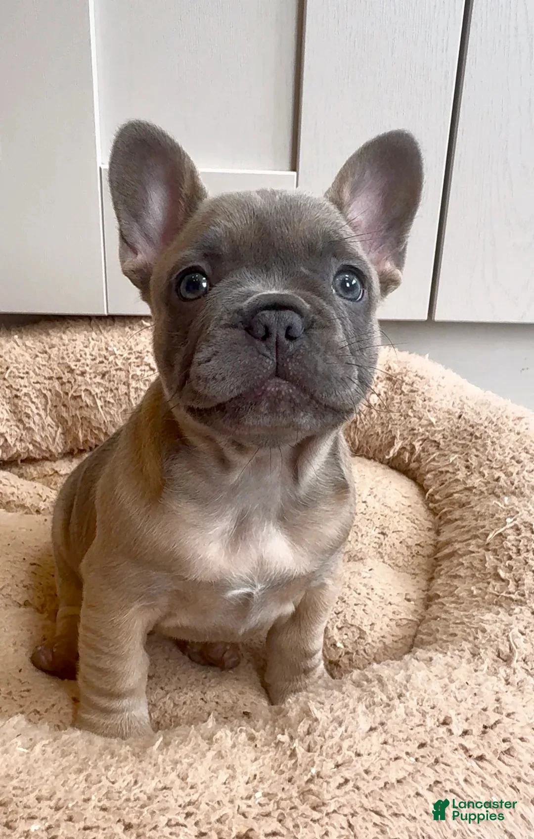 French Bulldog dogs for sale: Rock - Ad 2