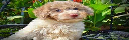 Havapoo dogs for sale: Noodles - Ad 3