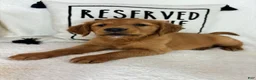 Golden Retriever dogs for sale: Gloria - Ad 3