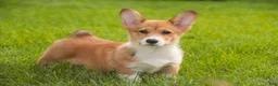 Welsh Corgi Pembroke dogs for sale: Trix Welsh Corgi Pembroke  - Ad 11
