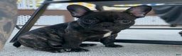 French Bulldog dogs for sale: French Bulldog Puppy 2 - Ad 4