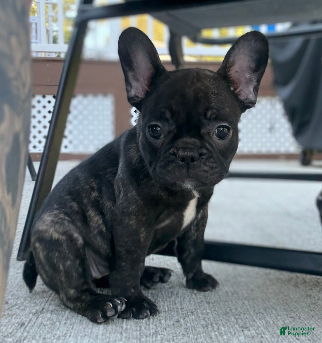French Bulldog dogs for sale: French Bulldog Puppy 2 - Ad 4