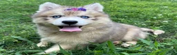 Siberian Husky dogs for sale: RISA - Ad 12