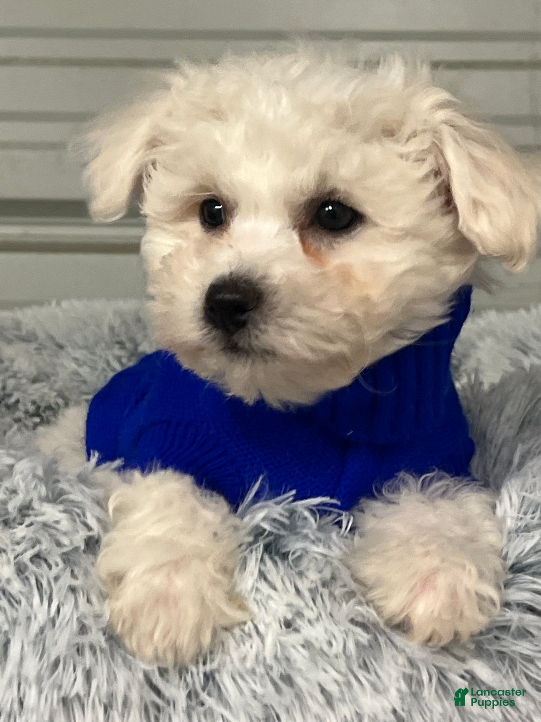Bichon Frise dogs for sale: Toby - Ad 2
