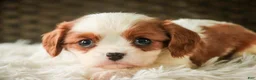 Cavalier King Charles Spaniel dogs for sale: Thyme - Ad 1