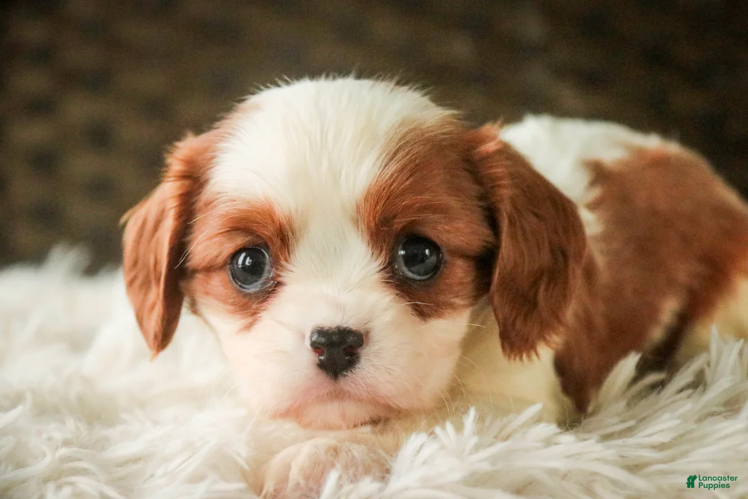 Cavalier King Charles Spaniel dogs for sale: Thyme - Ad 1