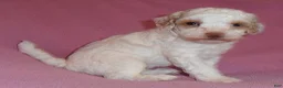 Miniature Poodle dogs for sale: Lola - Ad 5