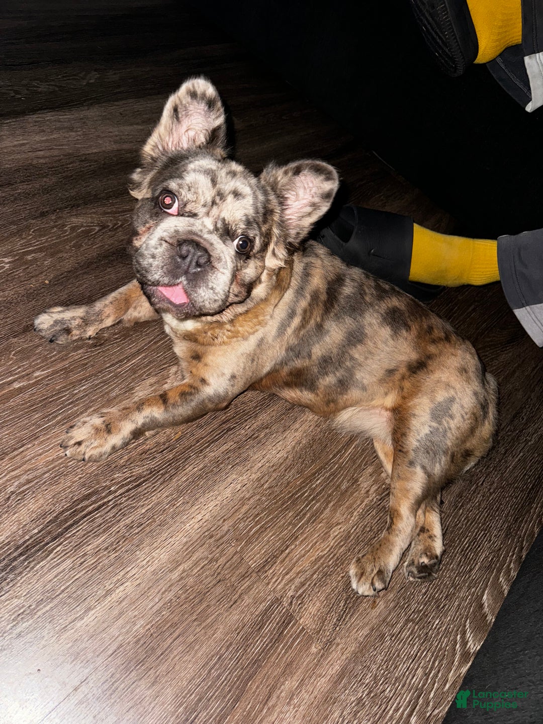 French Bulldog dogs for sale: Minnie - Ad 5