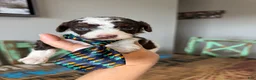 Miniature Poodle dogs for sale: Akc clear 🧬 tested Chocolate Phantom Parti Boy - Ad 8