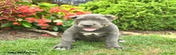 Cane Corso dogs for sale: Layla  - Ad 5
