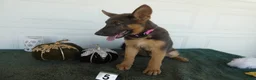 German Shepherd dogs for sale: German Shepherd 2 Max - Ad 6