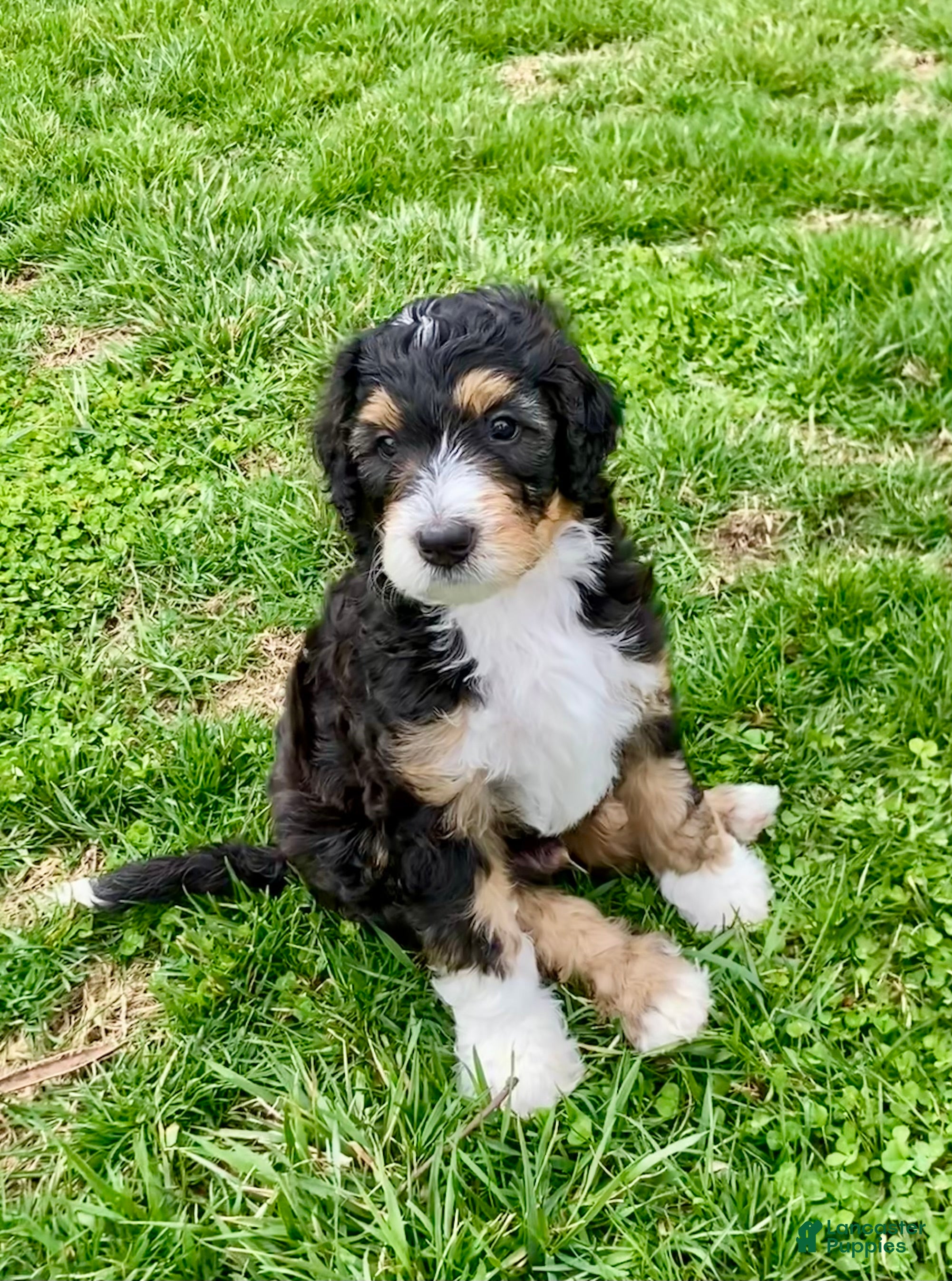 Bernedoodle dogs for sale: Neville - Ad 4