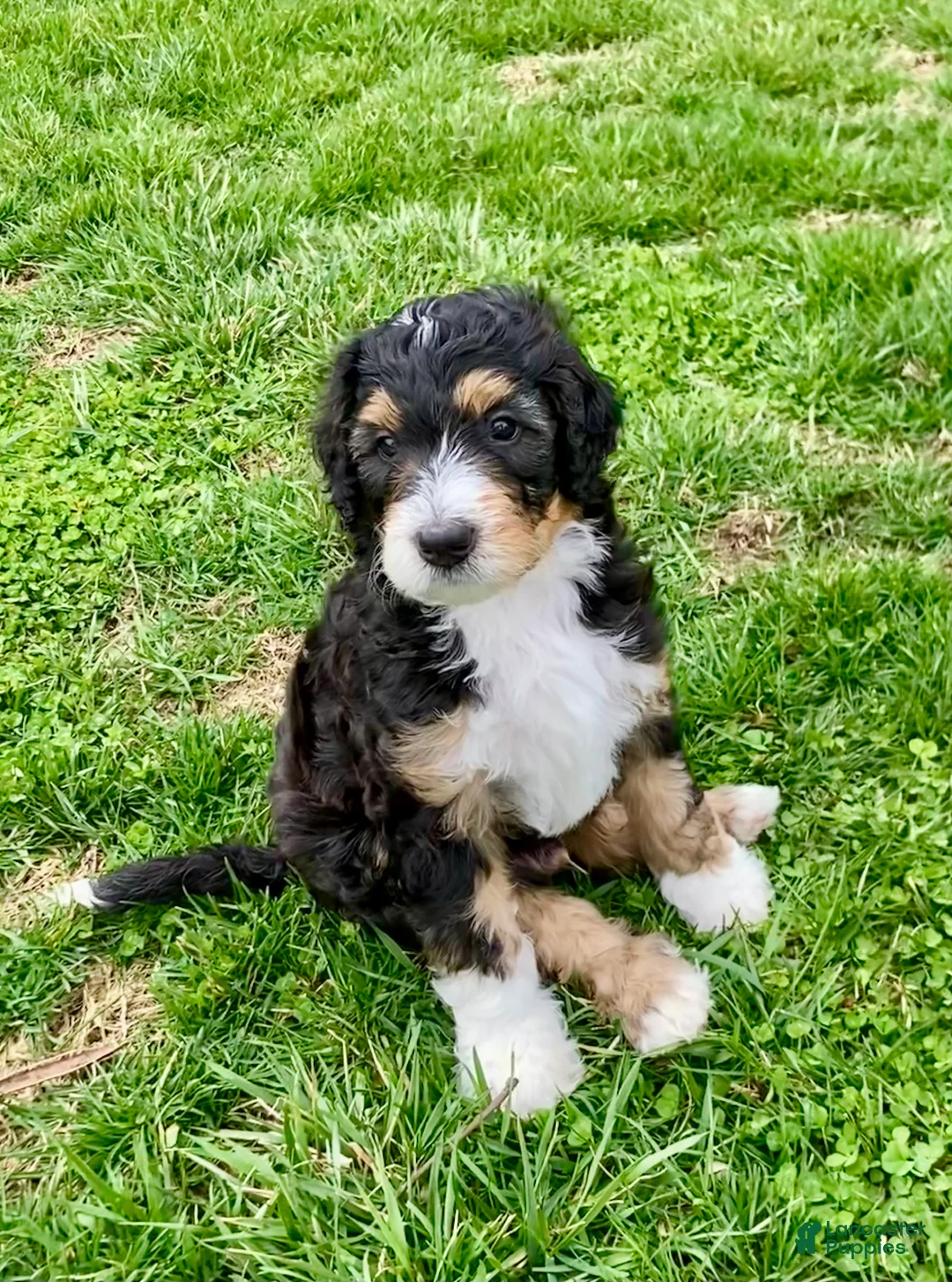 Bernedoodle dogs for sale: Neville - Ad 1