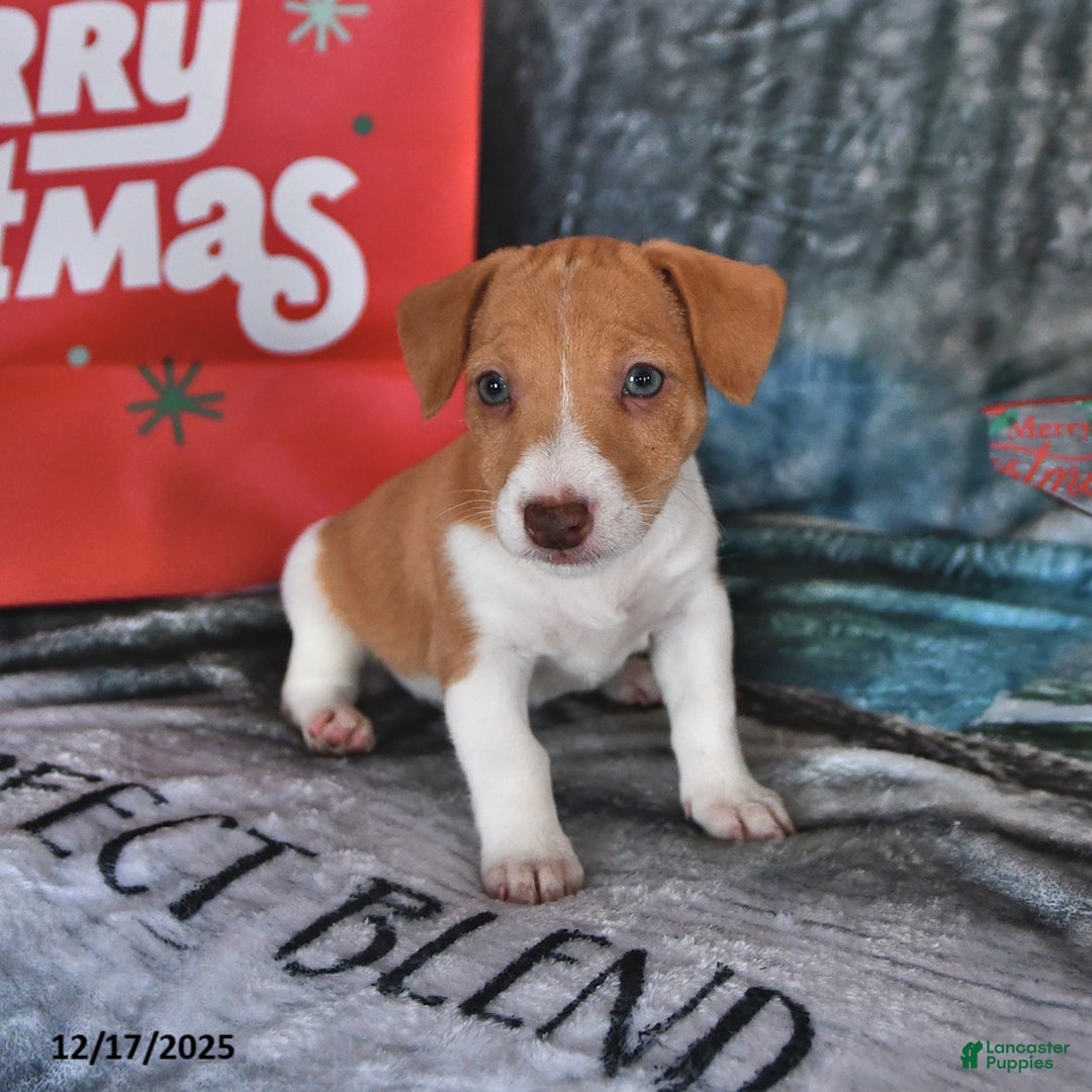 Jack Russell Terrier dogs for sale: Lucy - Ad 2
