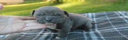 American Bully dogs for sale: Baloo - Ad 2