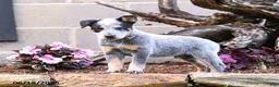 Australian Cattle Dog dogs for sale: Axel - Ad 8