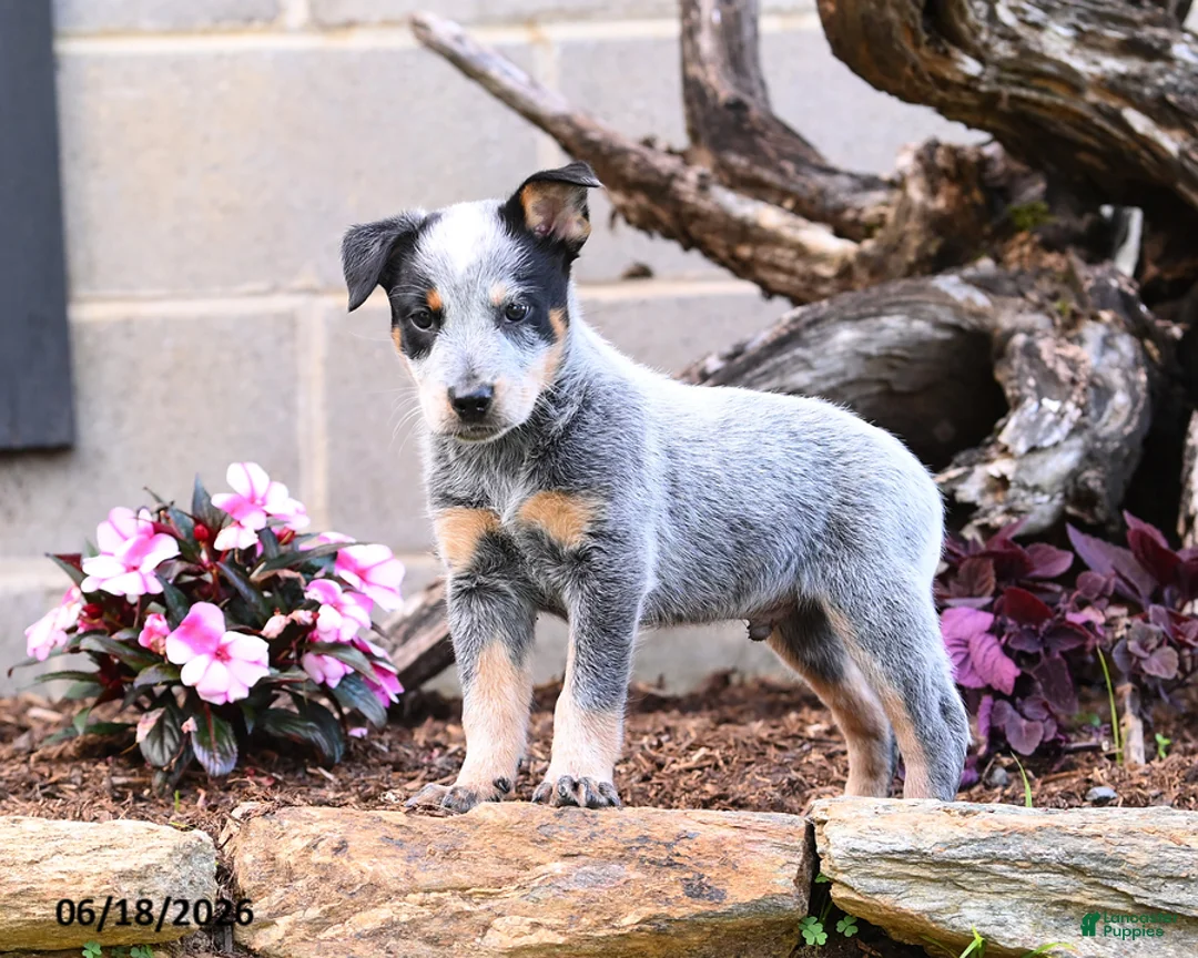 Australian Cattle Dog dogs for sale: Axel - Ad 8